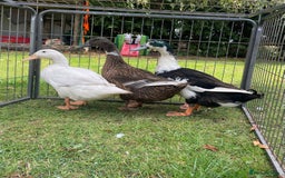 Ducks poultry for sale: Trio of Runner Ducks - Image 1