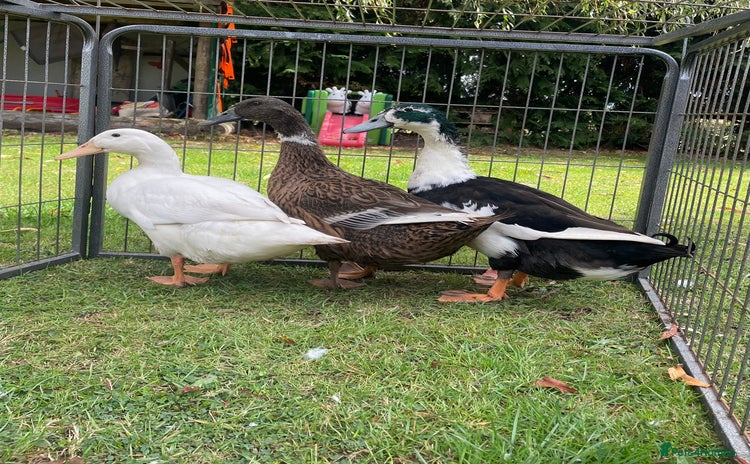 Ducks poultry - Advert 1