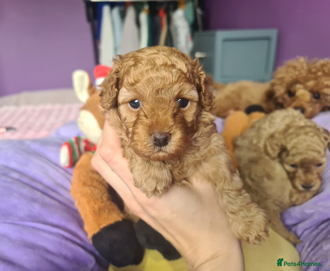 Toy Poodle dogs for sale: Mini TOY POODLES Last one boy available - Advert 2
