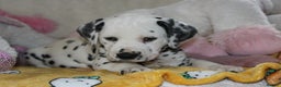 Dalmatian dogs for sale: Top quality Dalmatian puppies - Advert 17