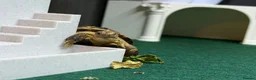 Tortoise reptiles for sale: Tortoise for rehoming - Advert 4