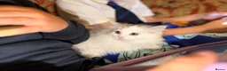 Siberian cats for sale: Hypoallergenic TICA pedigree Siberian kitten READY - Advert 4