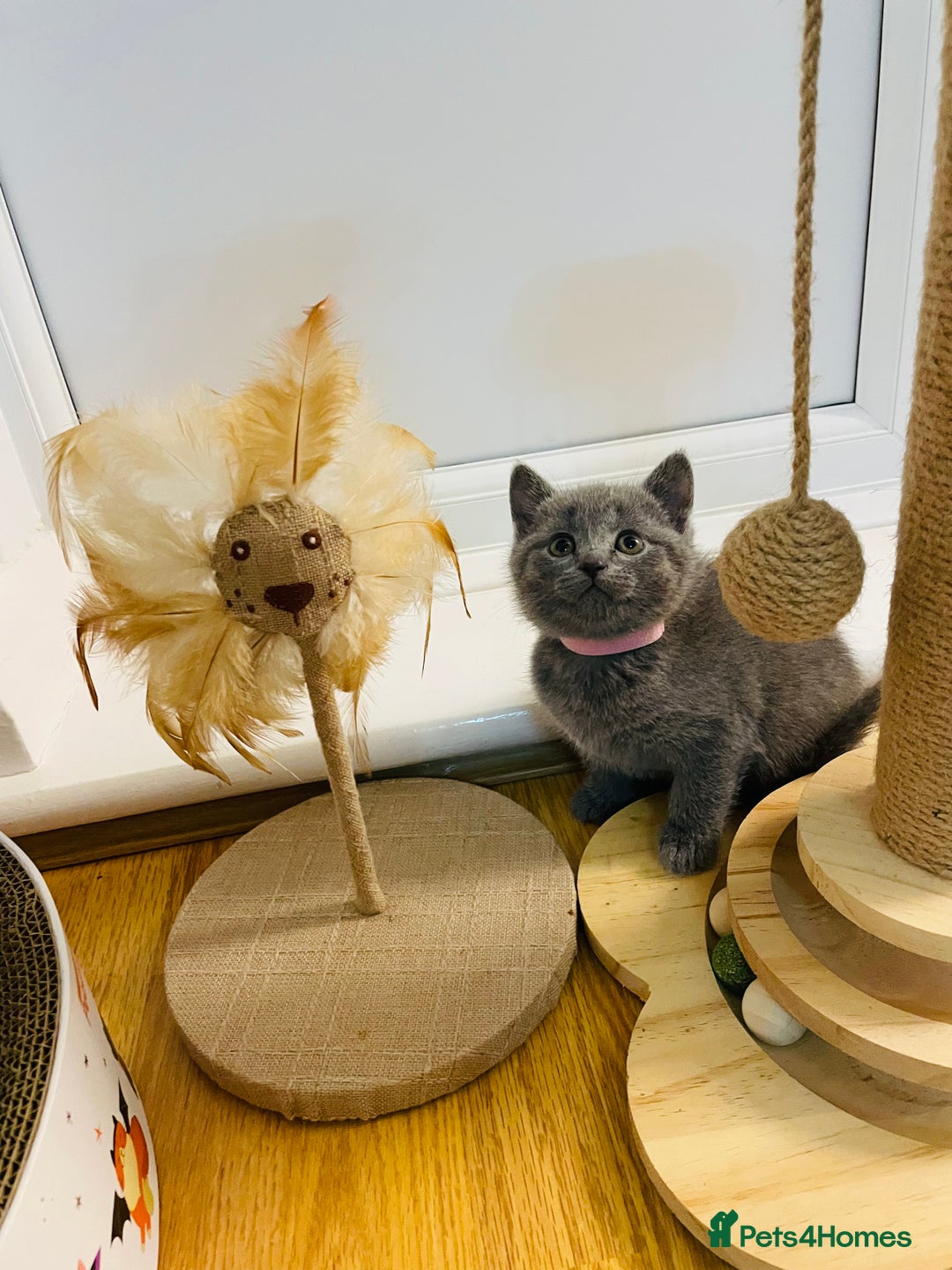 Scottish Fold cats for sale: PURE BREED SCOTTISH FOLD KITTENS 🐾 - Advert 14