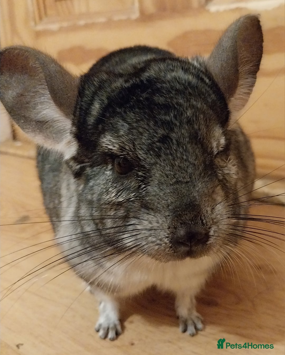 Chinchilla rodents for sale: Male chinchilla called Star - Advert 4