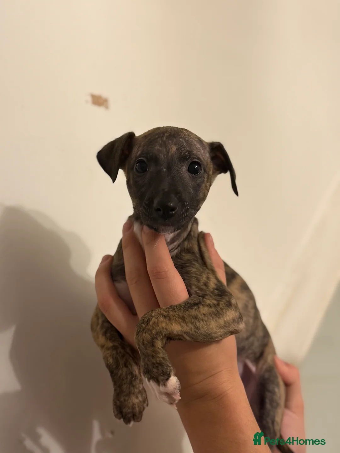 Whippet dogs for sale: Whippet pups  - Advert 4