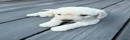 Double Doodle dogs for sale: Beautiful Golden St Bernadoodle Puppies for Sale  - Advert 12