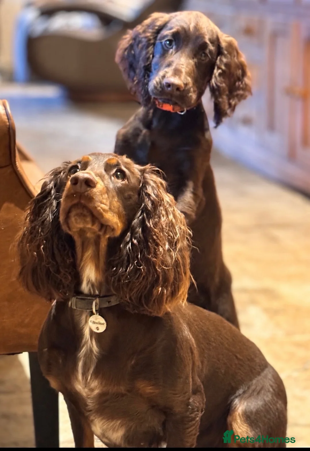 Cocker Spaniel dogs for sale: Working cocker spaniels for sale - Advert 1