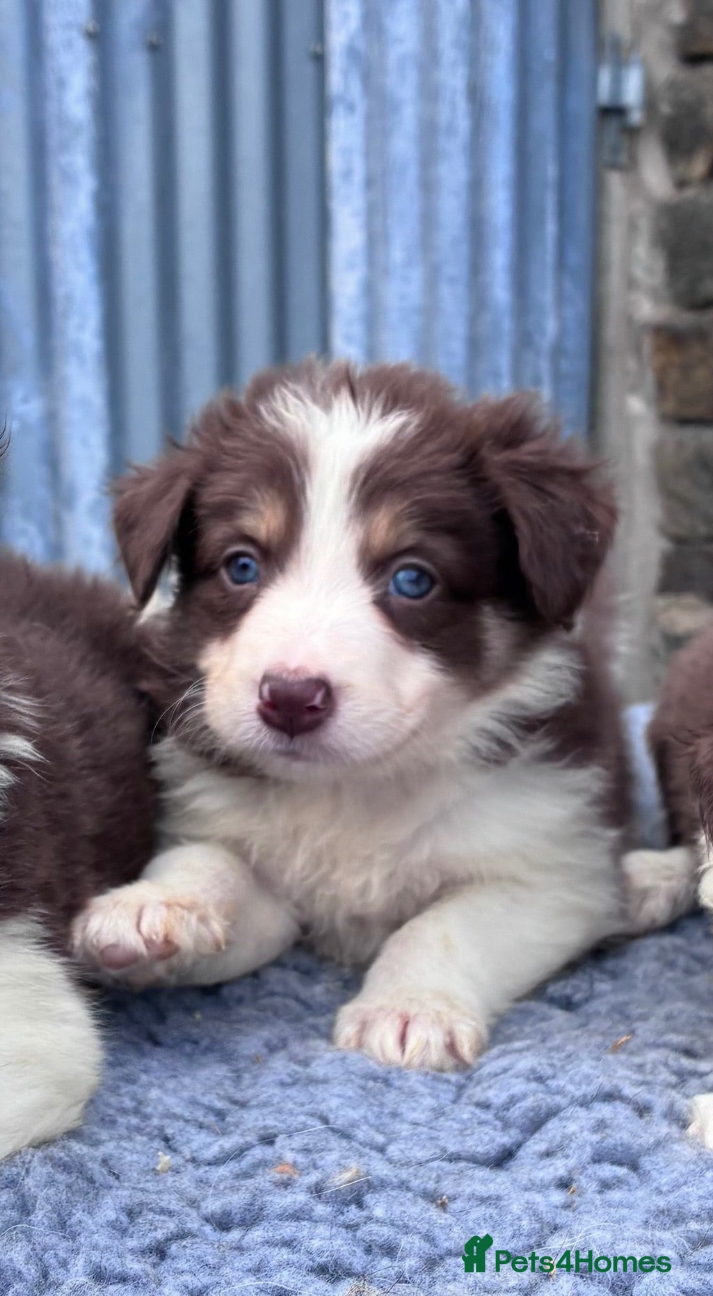 Border Collie dogs Stunning red / blue / black & white pups - Advert 1