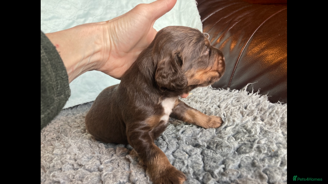 Cocker Spaniel dogs for sale:  Outstanding KC reg. DNA health tested cockers - Advert 1