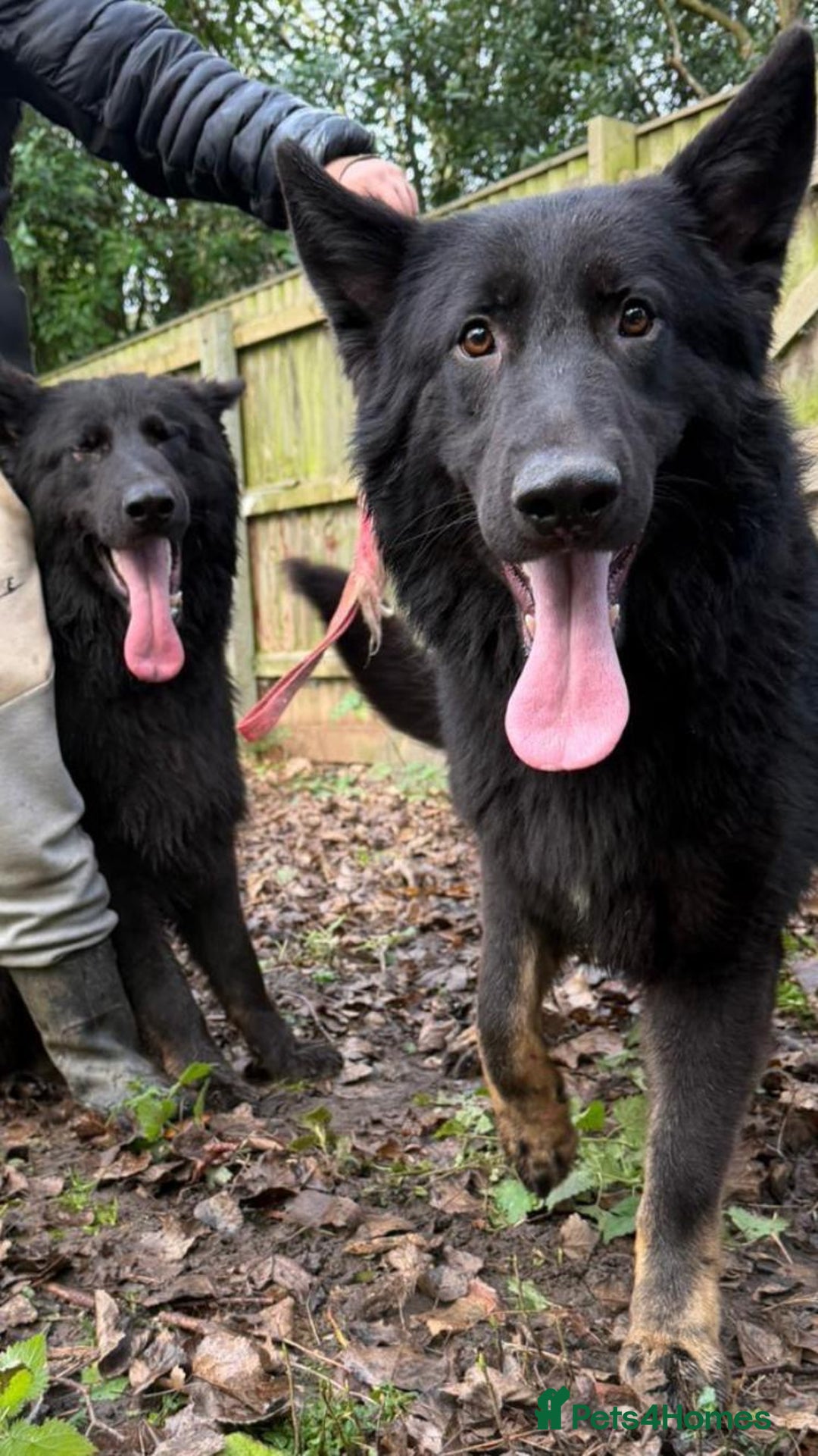 German Shepherd dogs for sale: 2 gorgeous German shepherd brothers  - Advert 5