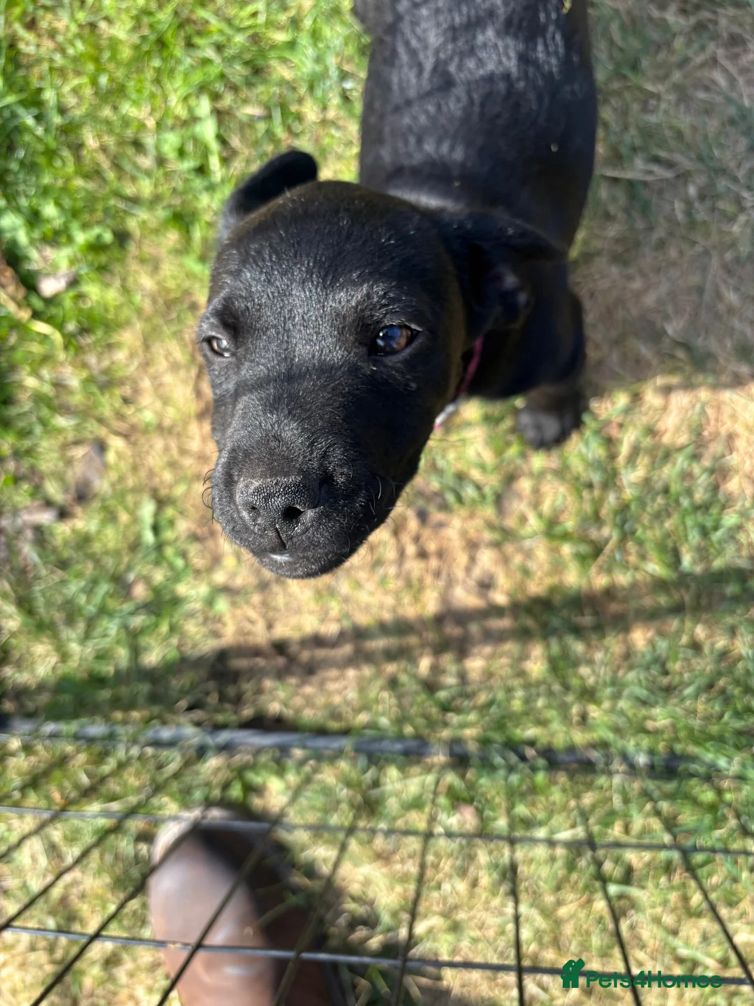 Patterdale Terrier dogs for sale: Patterdale puppy.  in Dyffryn Ardudwy - Advert 2