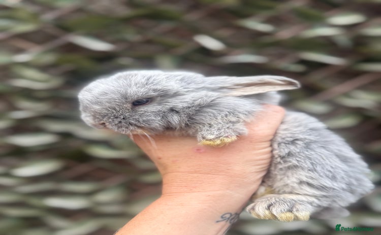 Mini Lop rabbits - Advert 12