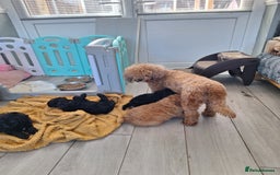 Miniature Poodle dogs for sale: KC REGISTERED MINIATURE POODLES - Image 16