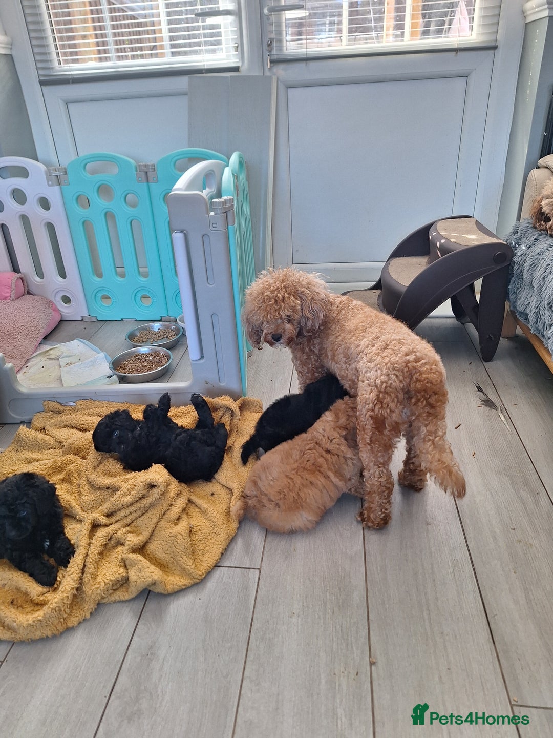 Miniature Poodle dogs for sale: KC REGISTERED MINIATURE POODLES - Image 16