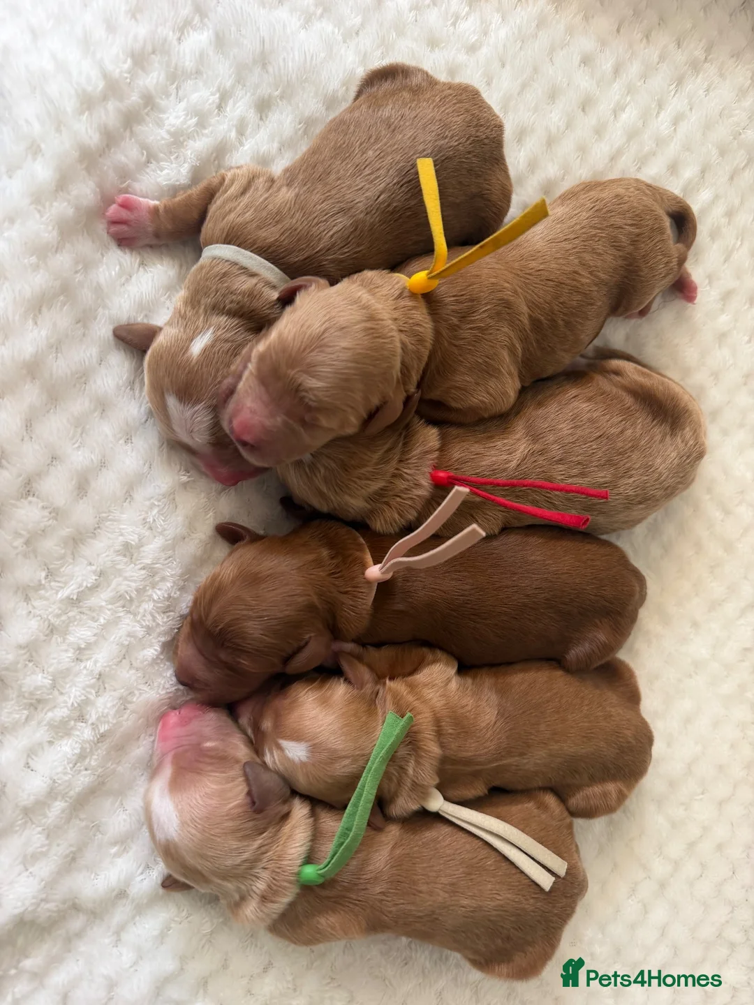 Goldendoodle dogs for sale: Australian Labradoodles - GIRLS Red / White Tux - Advert 2