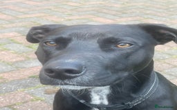 Saluki dogs for stud: Saluki Staff Cross - Image 4