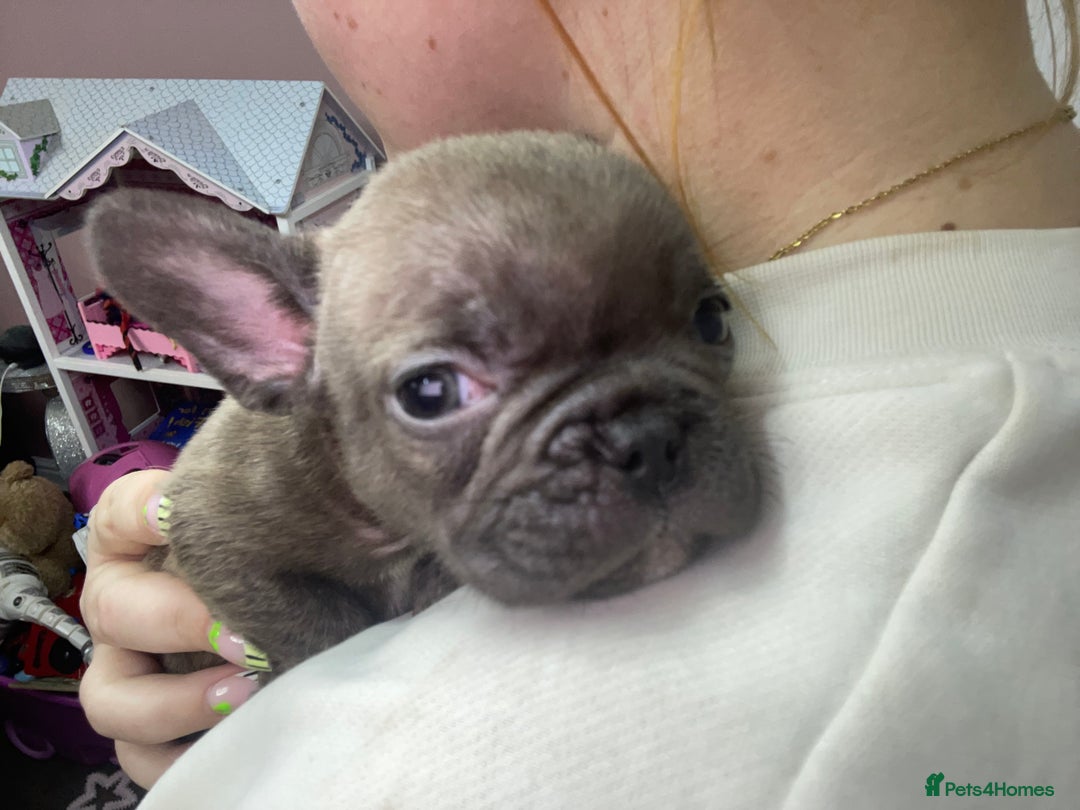French Bulldog dogs for sale: Brindle & Fawn French Bulldog Puppies - Image 19
