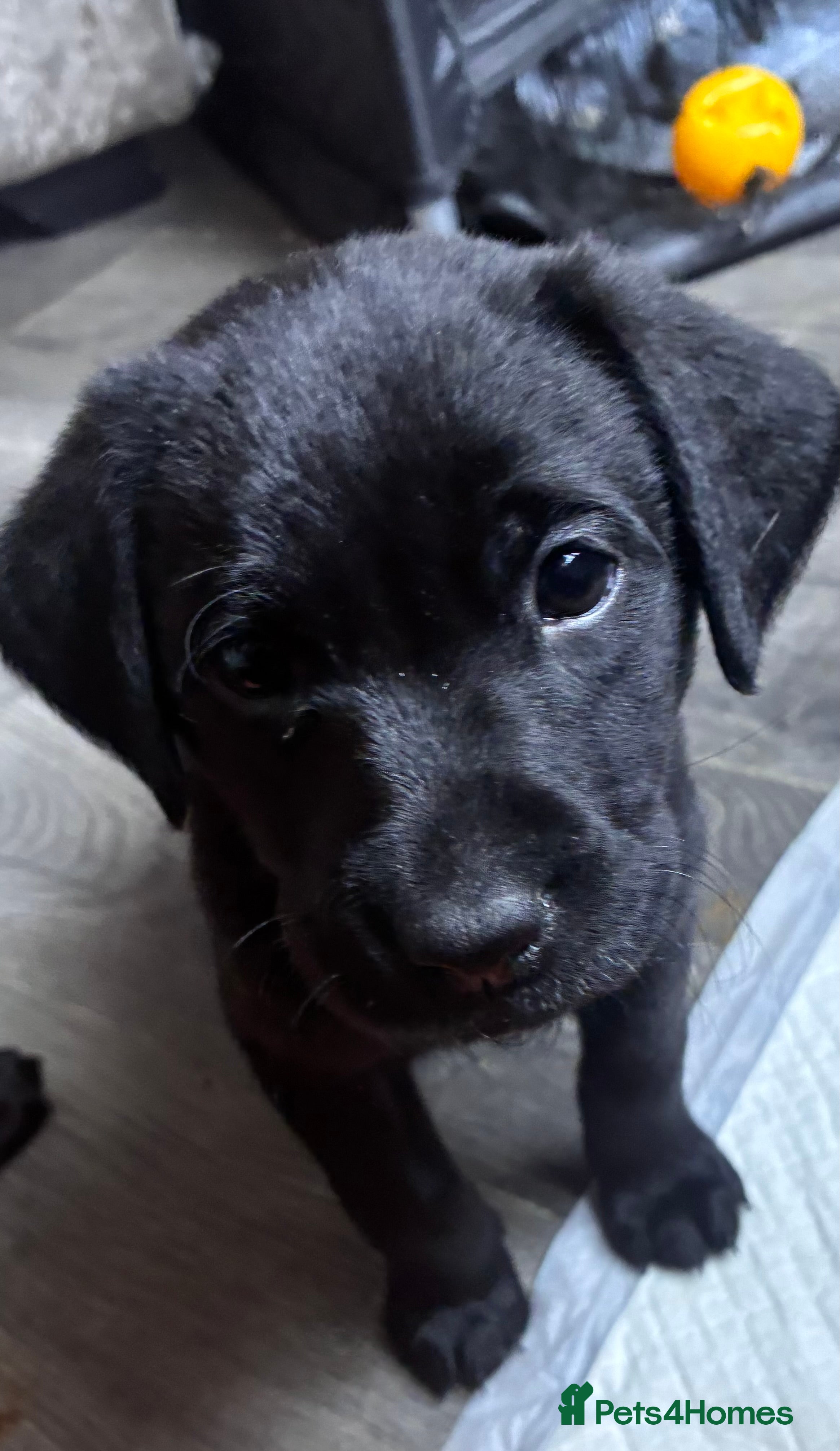 Labrador Retriever dogs PEDIGREE LABRADOR PUPPIES 🖤 READY 8th MARCH - Advert 1