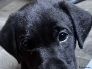 Labrador Retriever dogs PEDIGREE LABRADOR PUPPIES 🖤 READY 8th MARCH - Advert 14