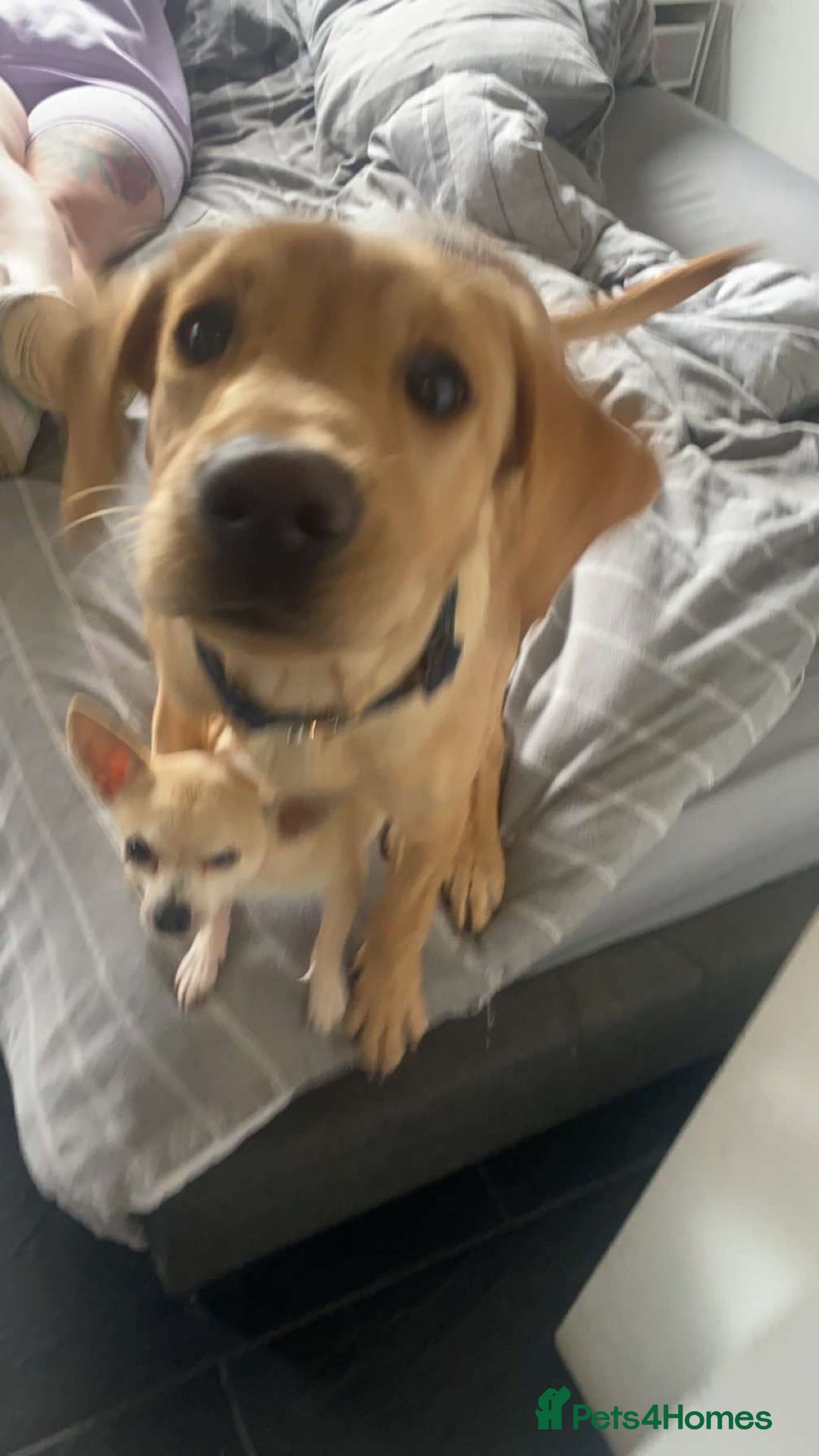 Labrador Retriever dogs for sale: Labrador for sale - Image 10