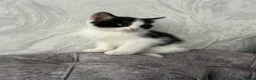 Domestic Shorthair cats for sale: 🐾Fluffy black and white kittens🐾 - Advert 18