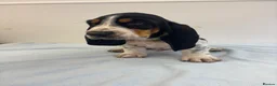 Basset Hound dogs for sale: Bassett hound 1 female left  - Advert 5