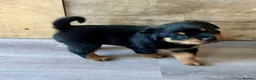 Rottweiler dogs for sale: Rottweiler puppies - KC Registered. in Halstead - Advert 8