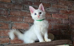 Maine Coon cats for sale: Reduced price- Last 2x Kittes - TICA MaineCoon - Image 23