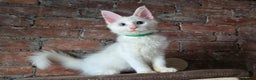Maine Coon cats for sale: Ready now  -TICA MaineCoon Boy - Advert 22