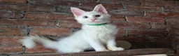 Maine Coon cats for sale: TICA MaineCoon Boy - Neutered  - Advert 22