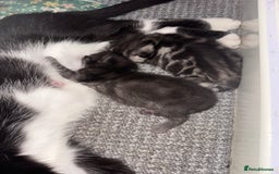 Mixed Breed cats for sale: 12 week old male mixed breed kitten for sale - Image 10