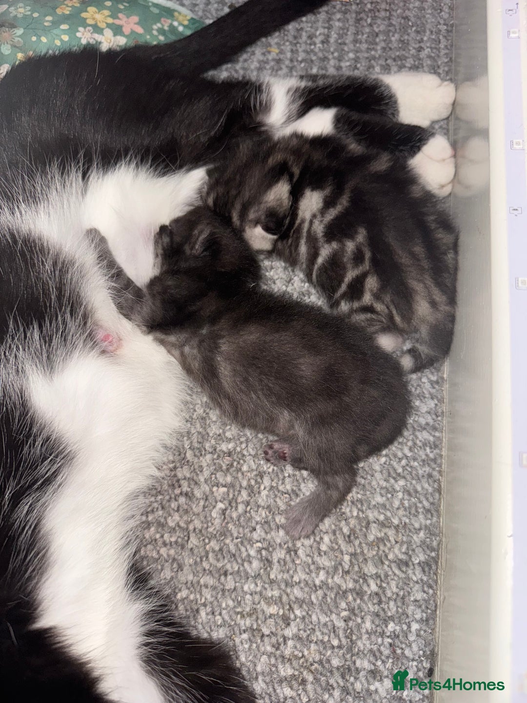 Mixed Breed cats for sale: 12 week old male mixed breed kitten for sale - Image 10