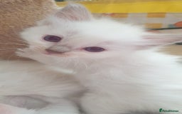 Ragdoll cats for sale: Beautiful GCCF lilac and Cream Point kittens - Image 4