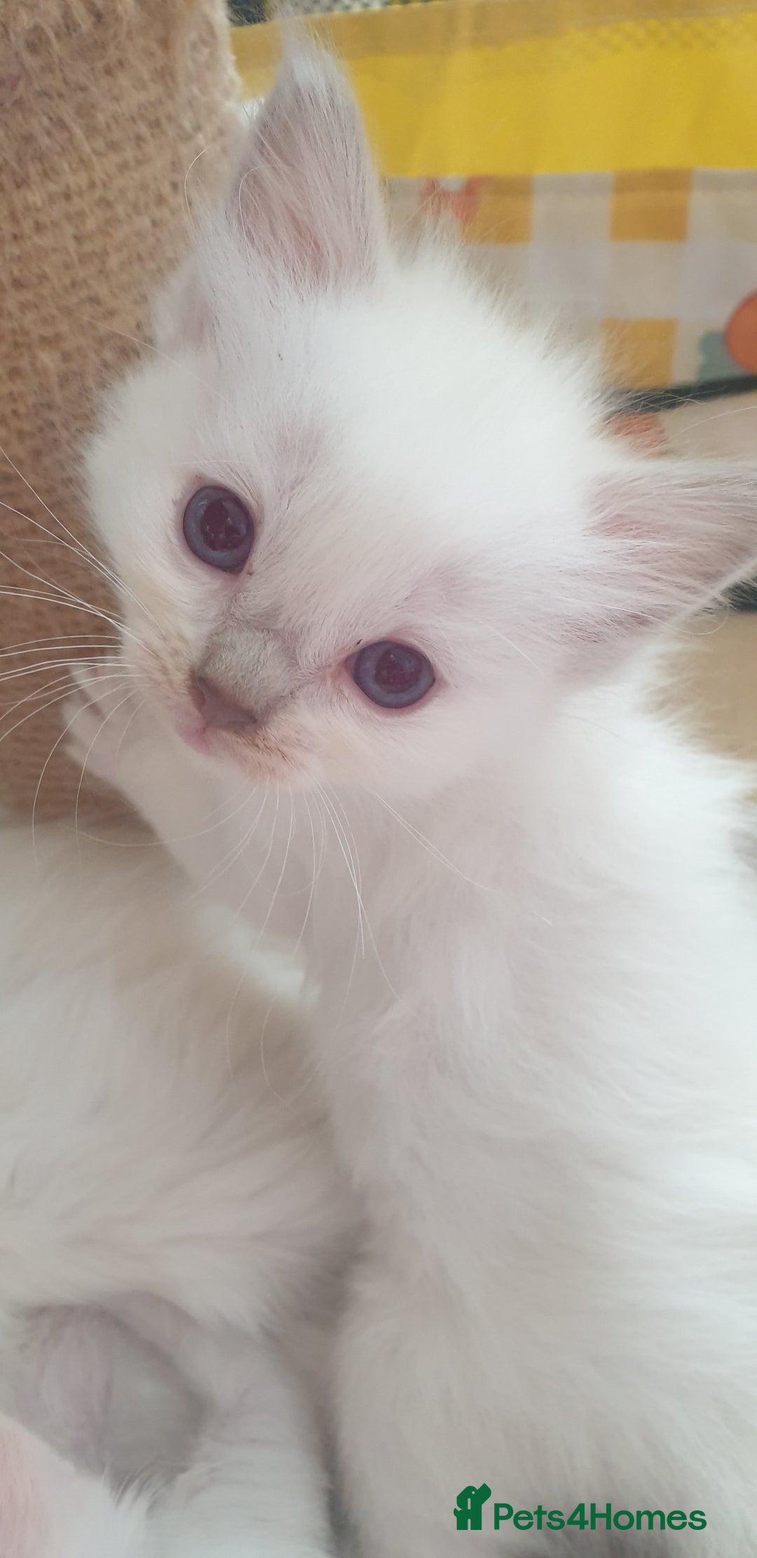 Ragdoll cats for sale: Beautiful GCCF lilac and Cream Point kittens - Image 4