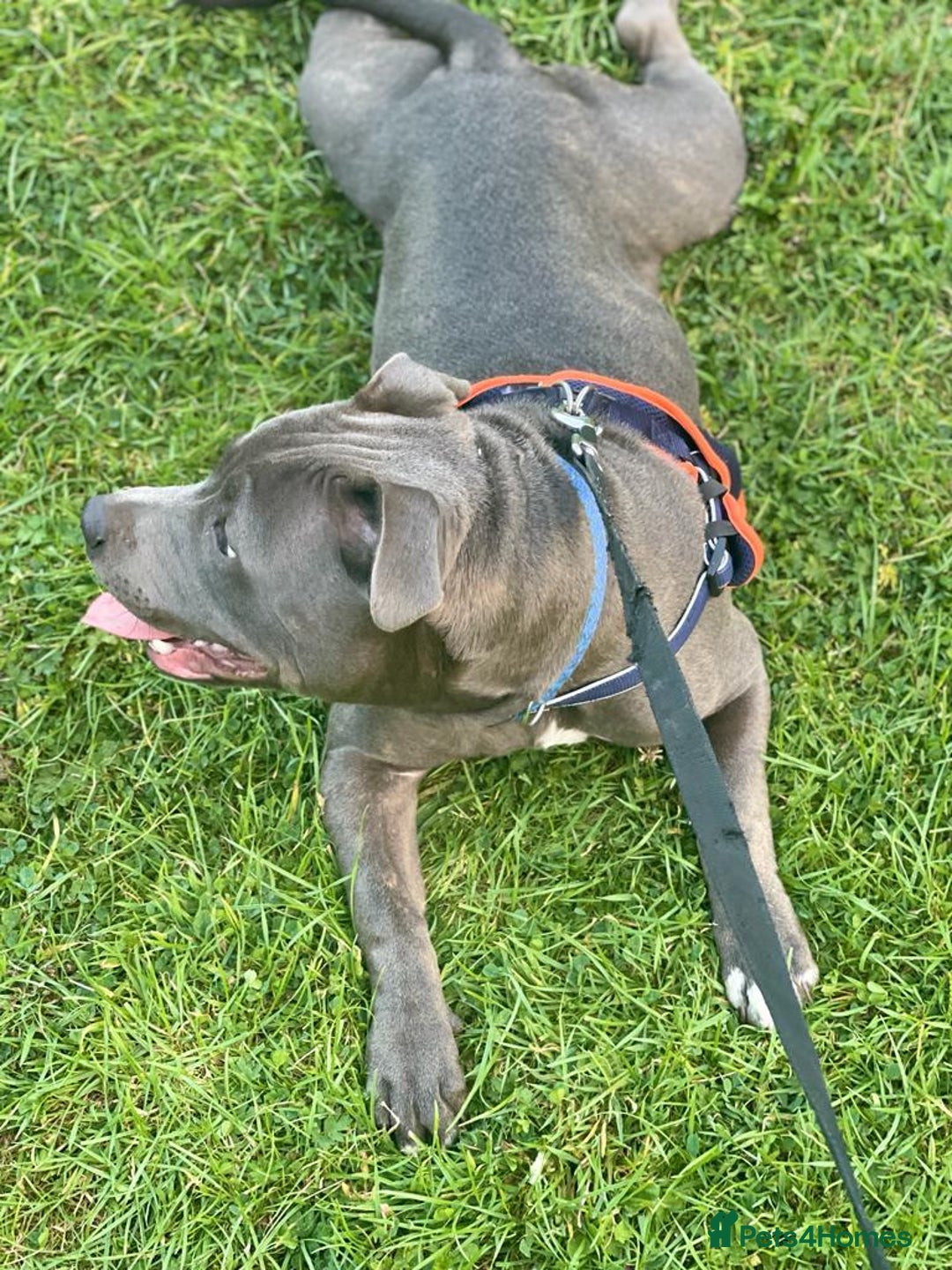 Staffordshire Bull Terrier dogs for stud: Blue kc registered Staffordshire bull terrier stud in Newport - Advert 1