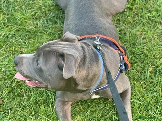 Staffordshire Bull Terrier dogs Blue kc registered Staffordshire bull terrier stud in Newport - Advert 8