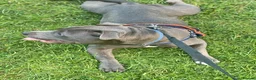 Staffordshire Bull Terrier dogs for stud: Blue kc registered Staffordshire bull terrier stud in Newport - Advert 1