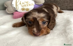 Miniature Dachshund dogs for sale: 🤍🐾 READY NEXT WEEK 🐾🤍 - Image 9