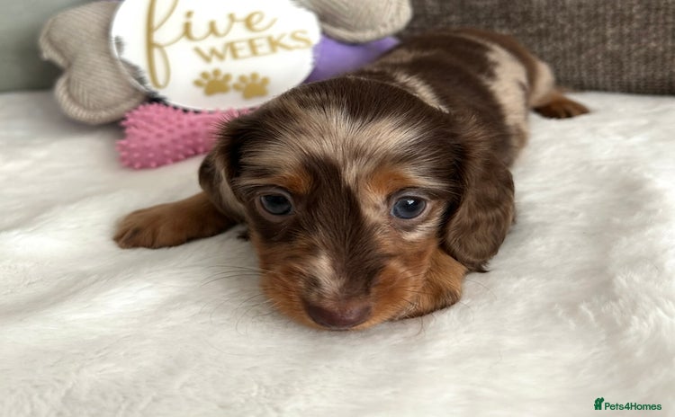 Miniature Dachshund dogs - Advert 1