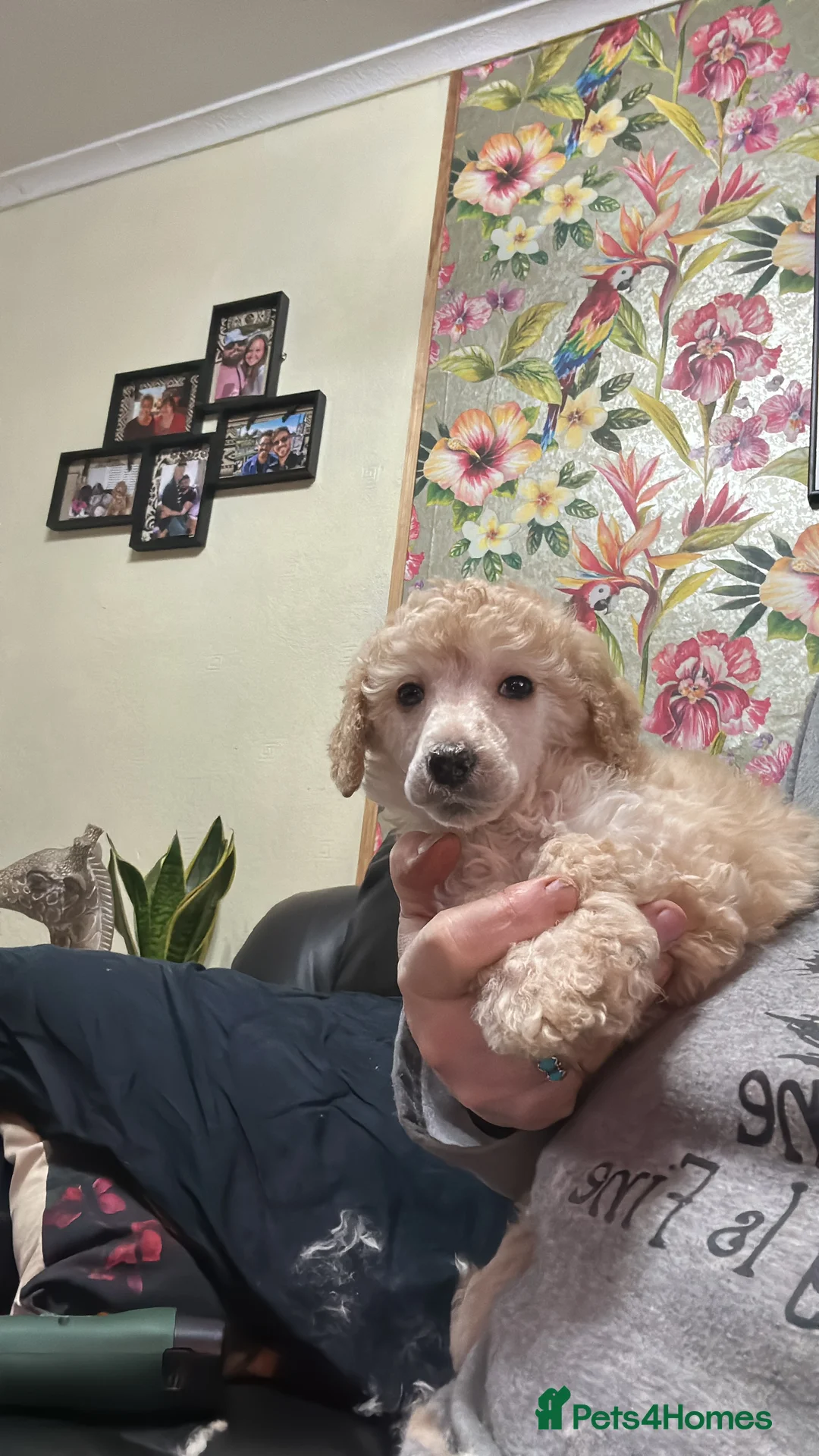 Mixed Breed dogs for sale: Poodle pup - Advert 6