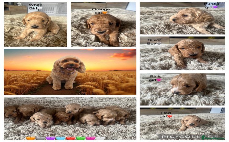 Cockapoo dogs - Advert 1