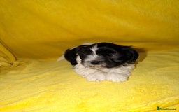 Shih Tzu dogs for sale: ✨ puppies Shih Tzu ✨  - Image 11