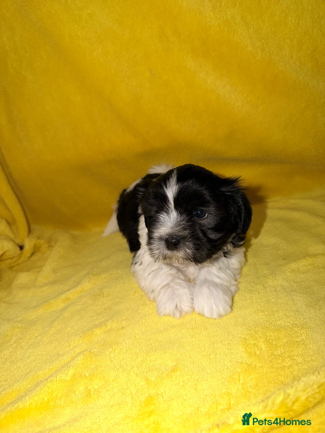 Shih Tzu dogs for sale: ✨ puppies Shih Tzu ✨  - Image 11