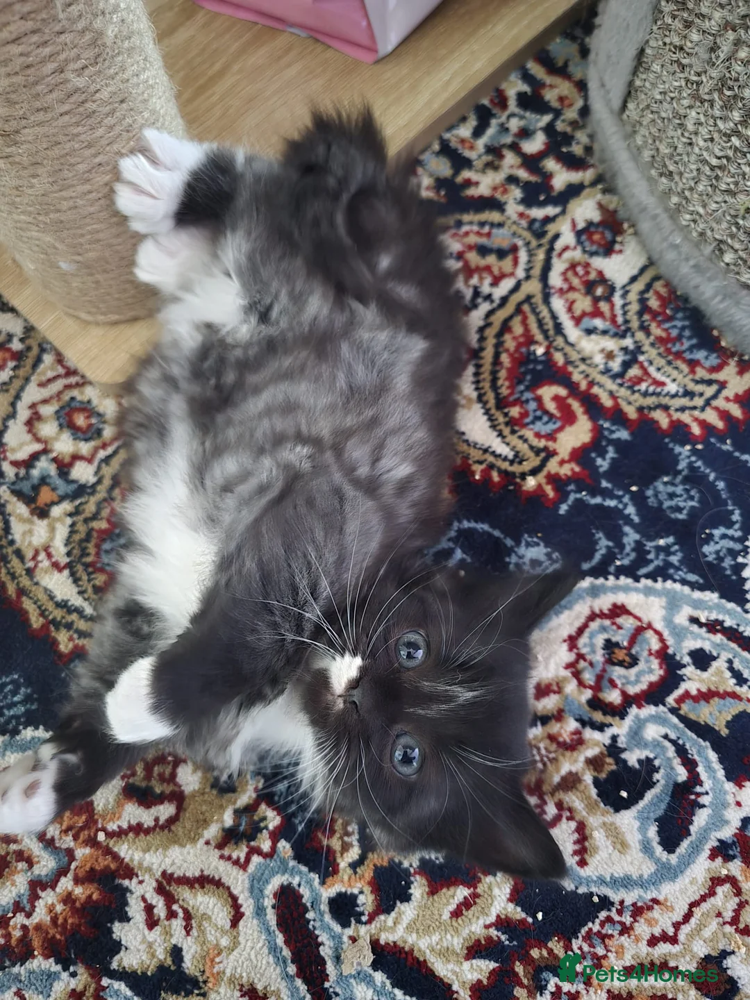 Mixed Breed cats for sale: Raised With Love – Gorgeous Kittens - Advert 1