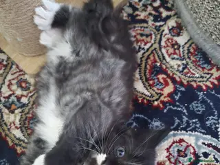 Mixed Breed cats Raised With Love – Gorgeous Kittens - Advert 4