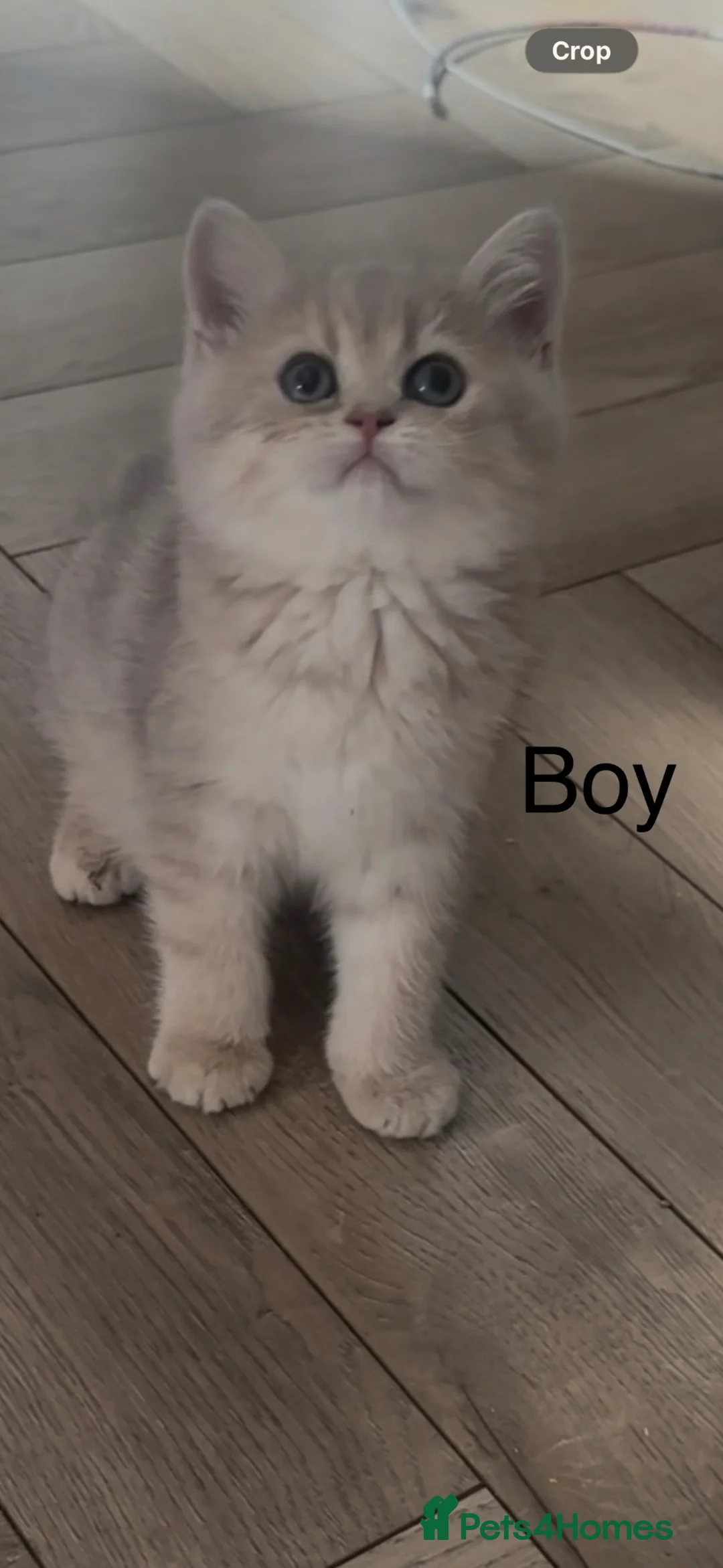 British Shorthair cats for sale: Gorgeous golden blue fur babies 😻 - Advert 2