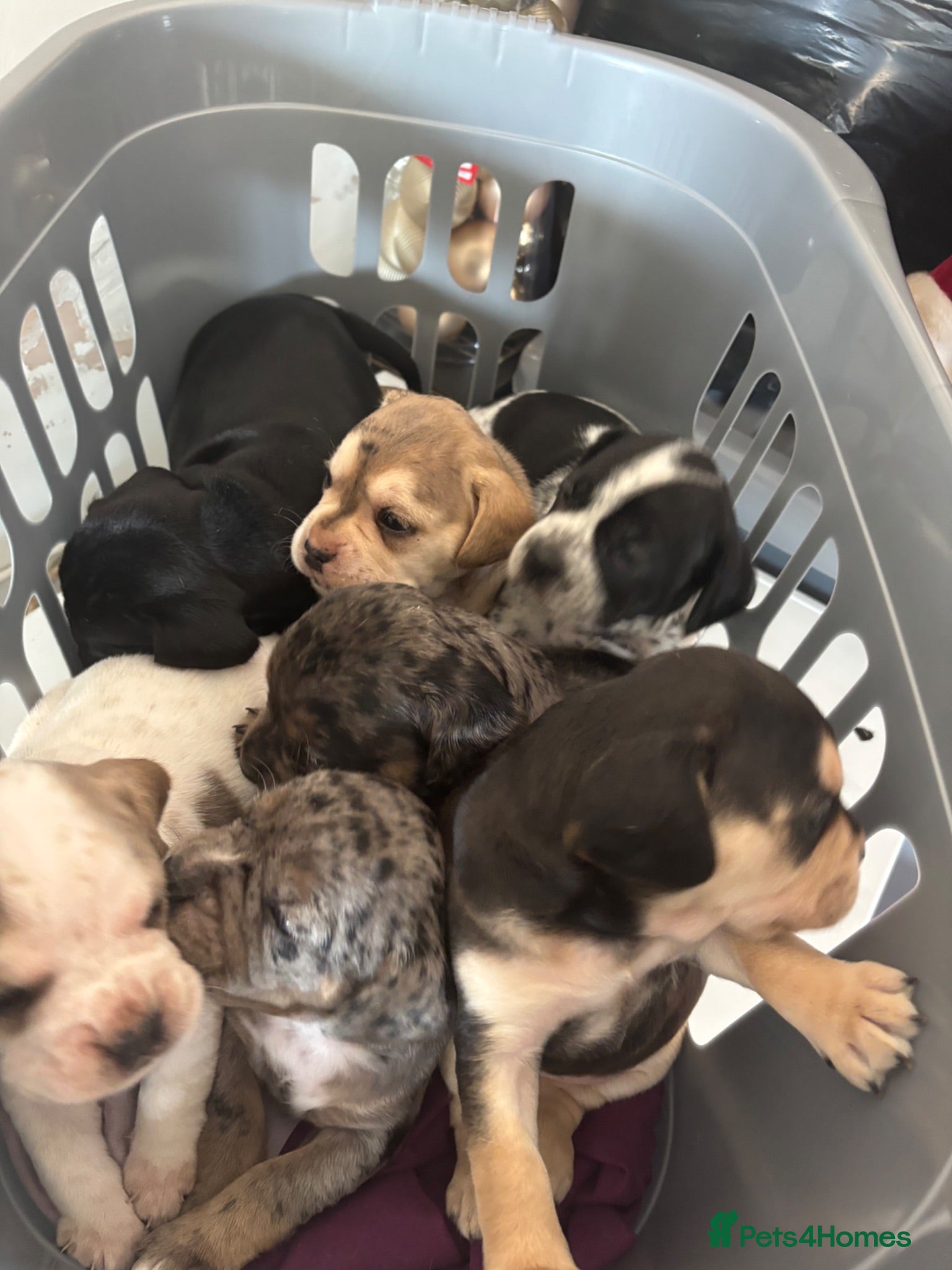 Mixed Breed dogs show cocker spaniel x french bulldog mix pups - Advert 21