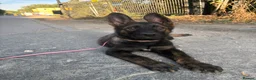 German Shepherd dogs for sale: Working Line GSD × Belgian Puppies – Ready Now - Advert 20