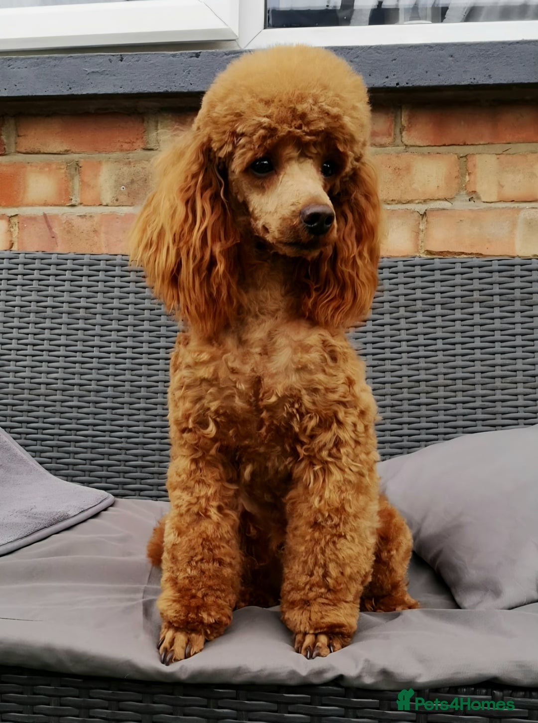Cavapoo dogs for sale: Ready now Extensively tested f1 cavapoo puppies - Image 11