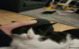 Mixed Breed cats for sale: 12 week old kittens for sale - Advert 2